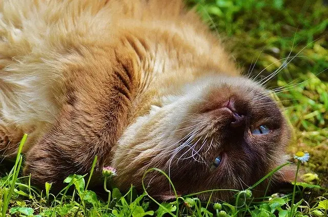 Checkup for cats