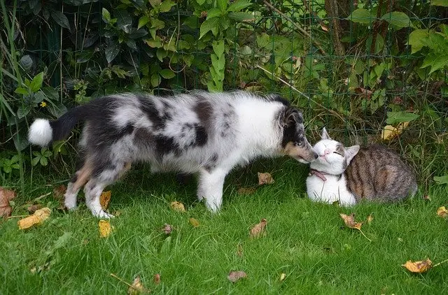 dog-and-cat-heartworm-disease