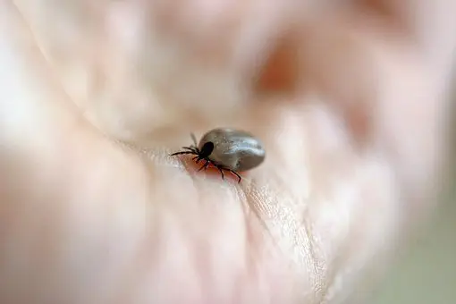 Fairfax Animal Hospital, dogs, cats, ticks, lyme disease