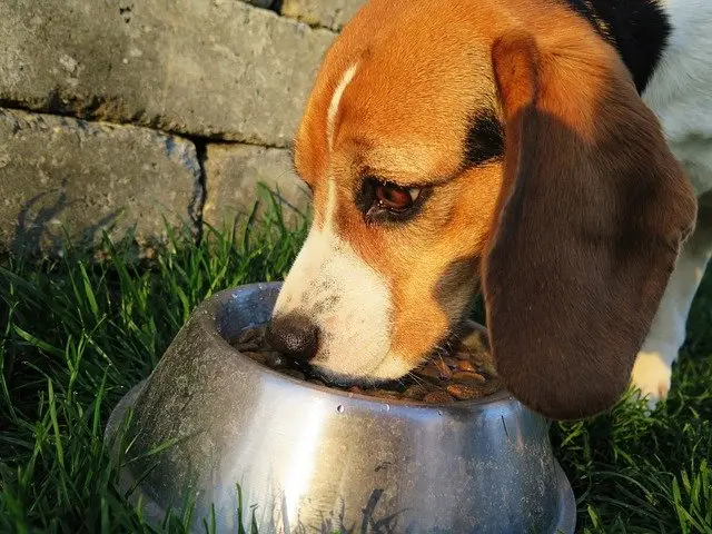 Dogs, Heart Disease, Diet