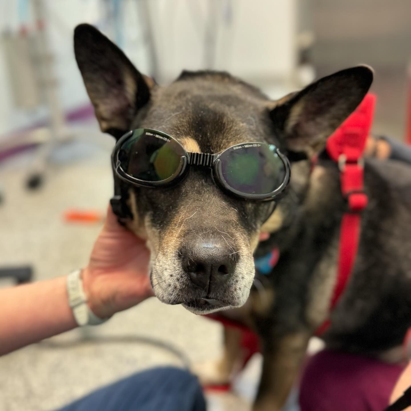 Dog wearing goggles for laser therapy