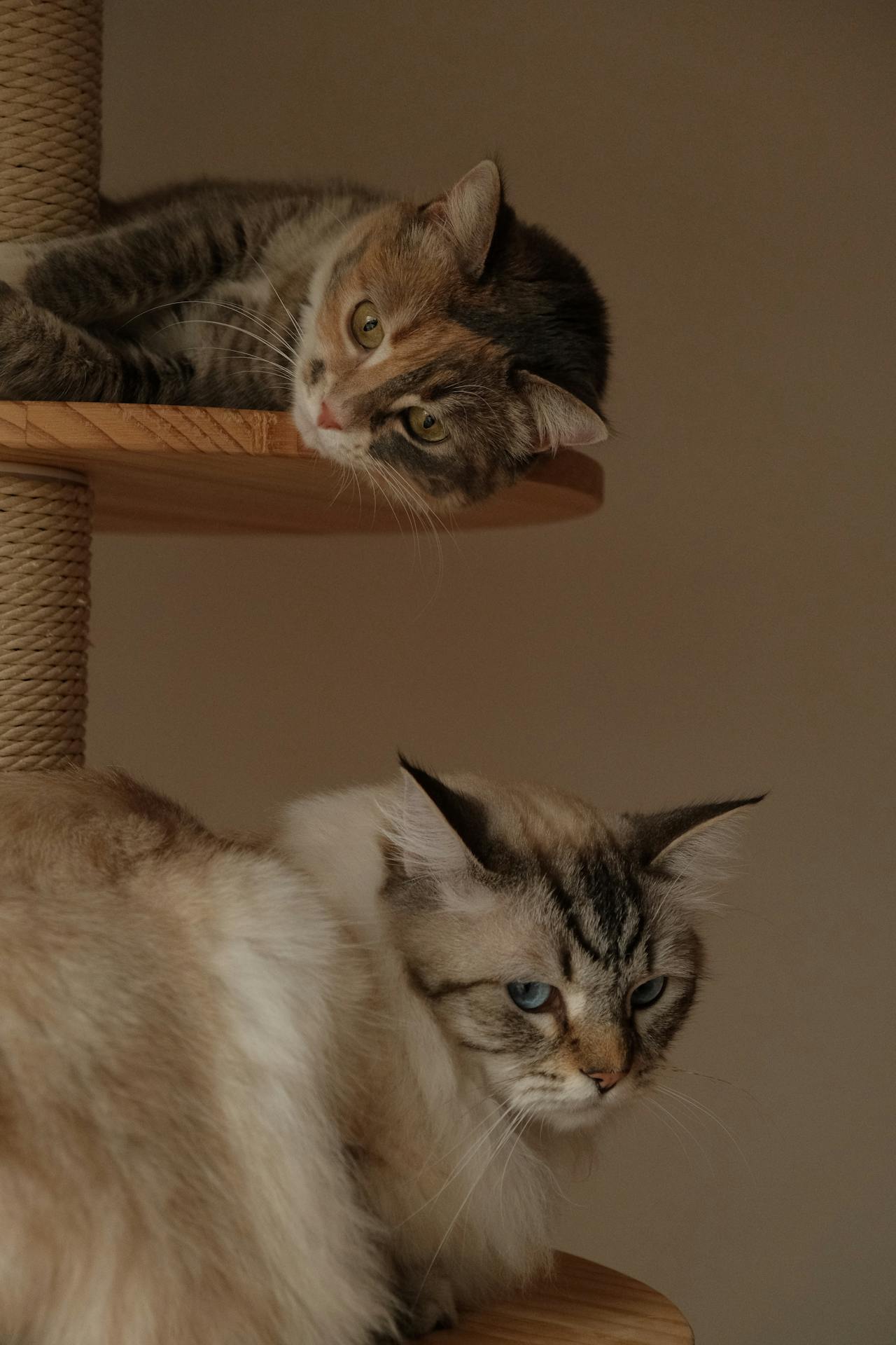 Curated visual reference: Picture Idea: Behavior Changes And Pain In Aging Cats
