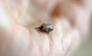 Fairfax Animal Hospital, dogs, cats, ticks, lyme disease